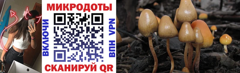 Купить где  Пласт  Псилоцибиновые грибы Psilocybe 